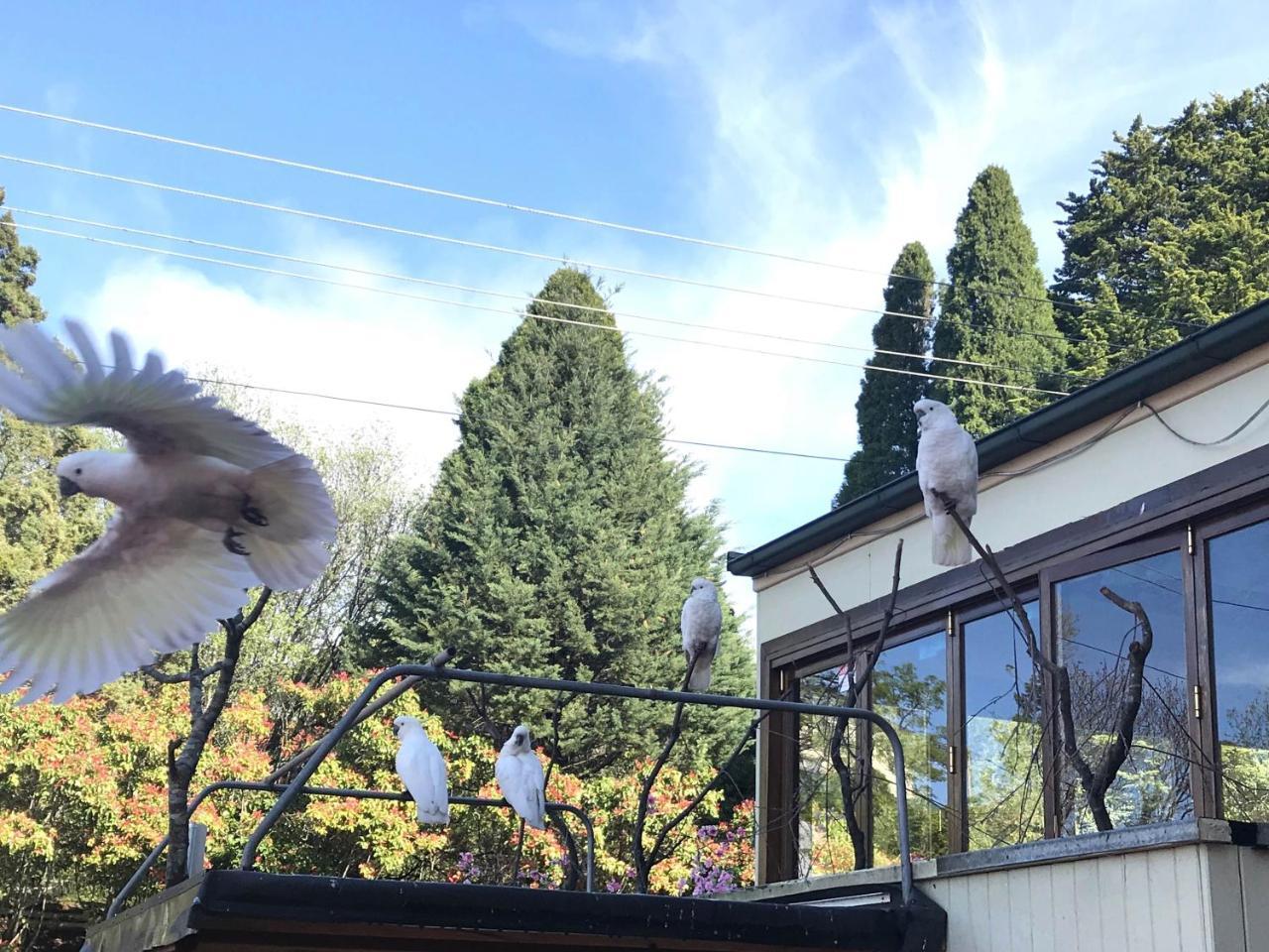 The Clarendon Motel Katoomba Ngoại thất bức ảnh